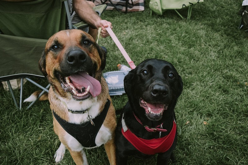 Two dogs sit side by side in the park