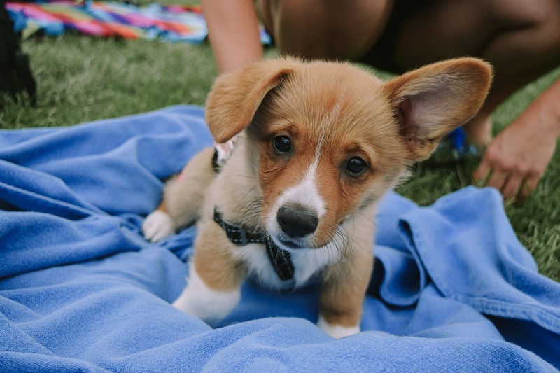 Corgi puppy in the park