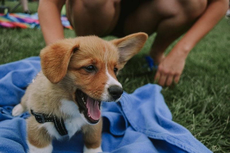 Corgi puppy in the park