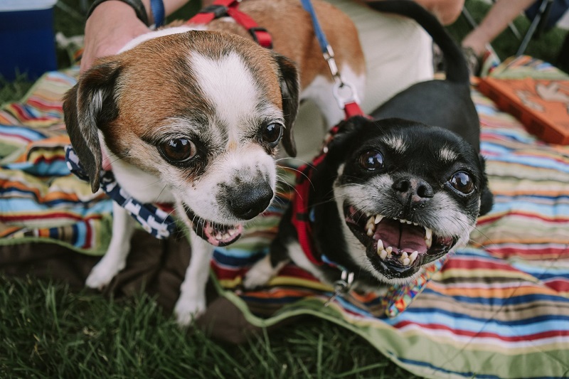 A brown dog and a black dog smile at the camera