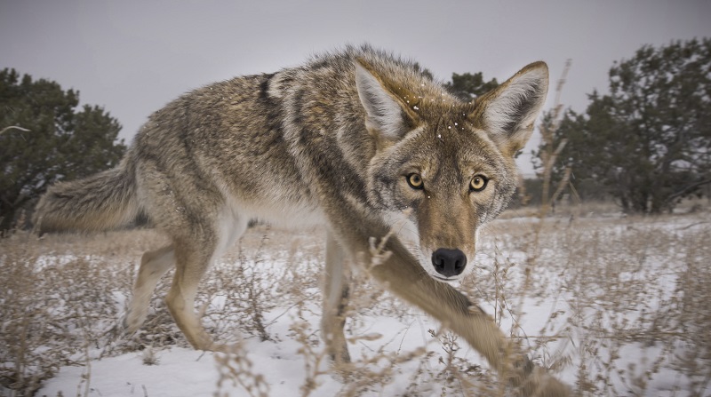 Wolf looks directly in camera